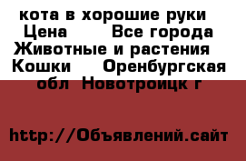 кота в хорошие руки › Цена ­ 0 - Все города Животные и растения » Кошки   . Оренбургская обл.,Новотроицк г.